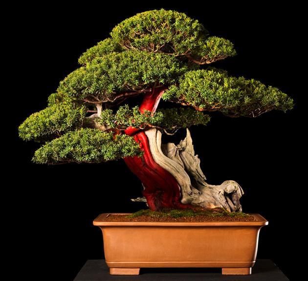 Bonsai, cay canh nghe thuat, cây cảnh nghệ thuật, cay the, cây thế, triển lãm bonsai, trien lam bonsai, triển lãm cây thế, trien lam cay the